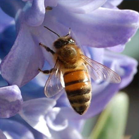 Soutenons les abeilles
