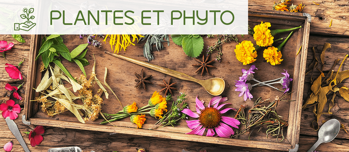 PLANTES & PHYTO